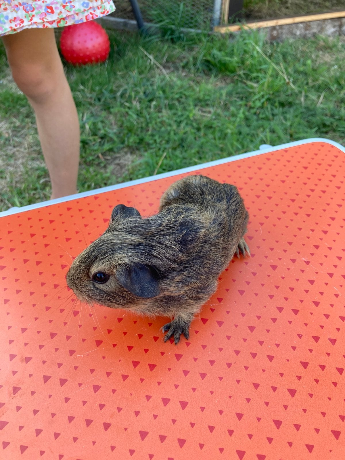 Cavia beertjes te koop, Cavia, Mannelijk, Juli, Tam