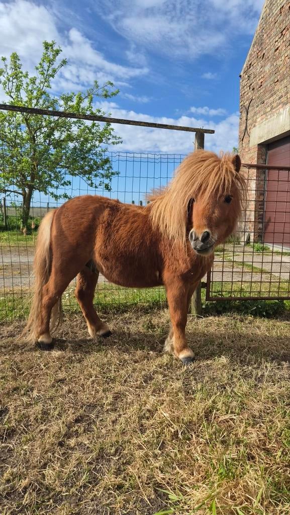 Shetlander hengstje 2 jaar, Dieren en Toebehoren