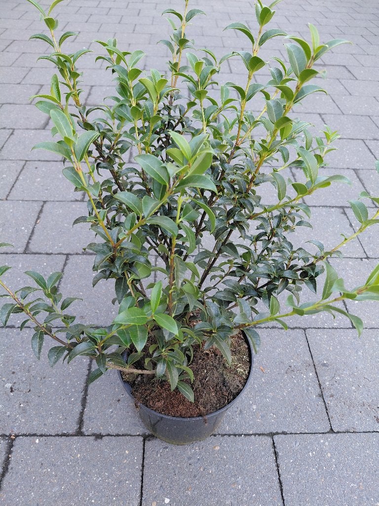 Osmanthus Burkwoodii, Ophalen
