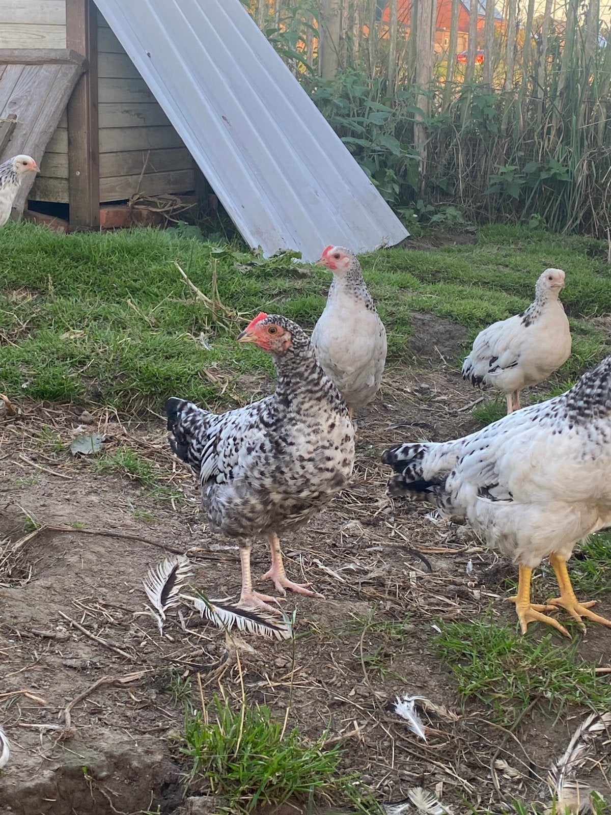 Haantjes, Dieren en Toebehoren, Mannelijk, Kip