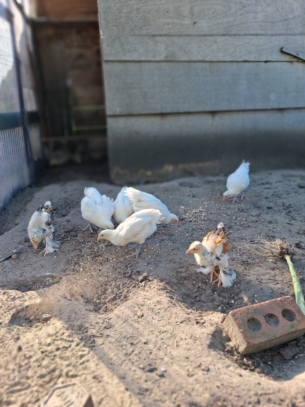 Kuikens poulle de bresse, Dieren en Toebehoren, Pluimvee