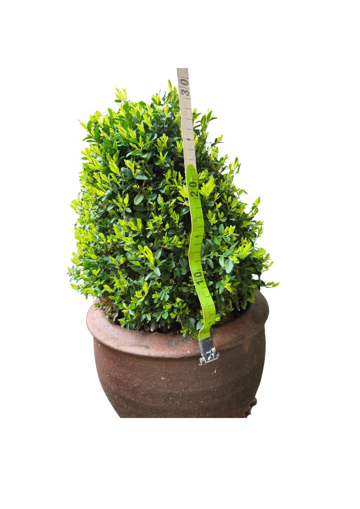 Kegelvormige buxus in aardewerken pot - 30 cm, Tuin en Terras, Ophalen, Vaste plant, Overige soorten