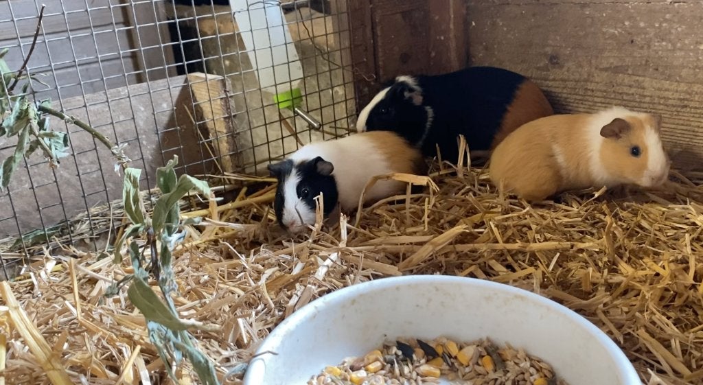 CAVIA, Dieren en Toebehoren, Cavia, December, Meerdere dieren, Tam