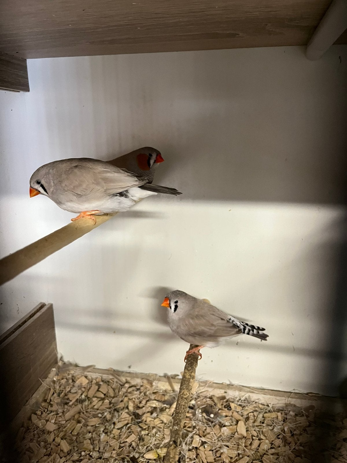 2 kweekkoppels zebravinken, Dieren en Toebehoren