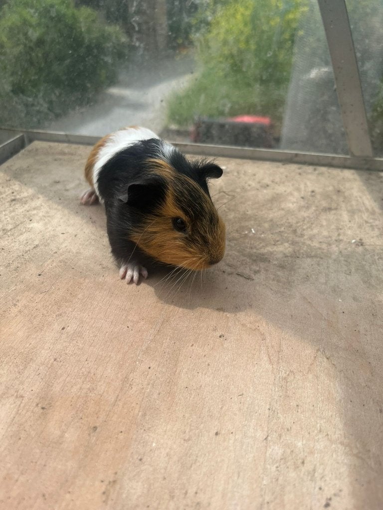 Cavia's, Dieren en Toebehoren, Knaagdieren, Mei, Vrouwelijk, Cavia
