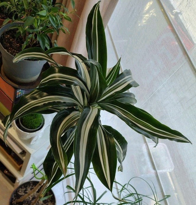 Dracaena fragrans * age 8ans  - Plante d'interieur., En pot, Enlèvement, Palmier, 100 à 150 cm