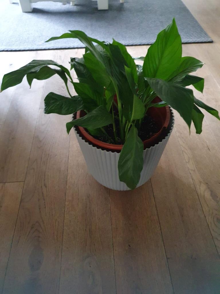 Spathiphyllum lepelplant, Huis en Inrichting, Kamerplanten, Ophalen, Overige soorten, Halfschaduw, Minder dan 100 cm