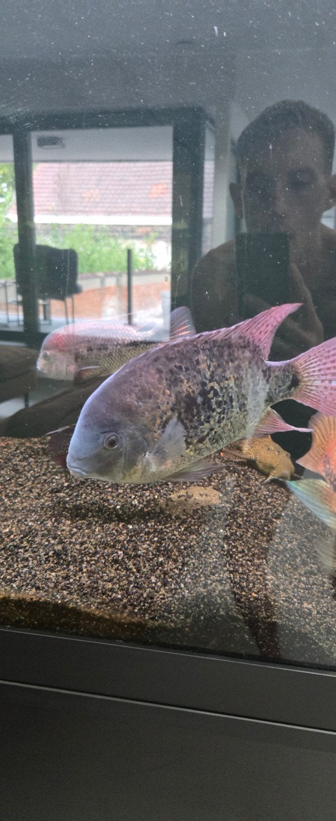 vieja uffermani man +- 25cm, Dieren en Toebehoren, Vissen | Aquariumvissen