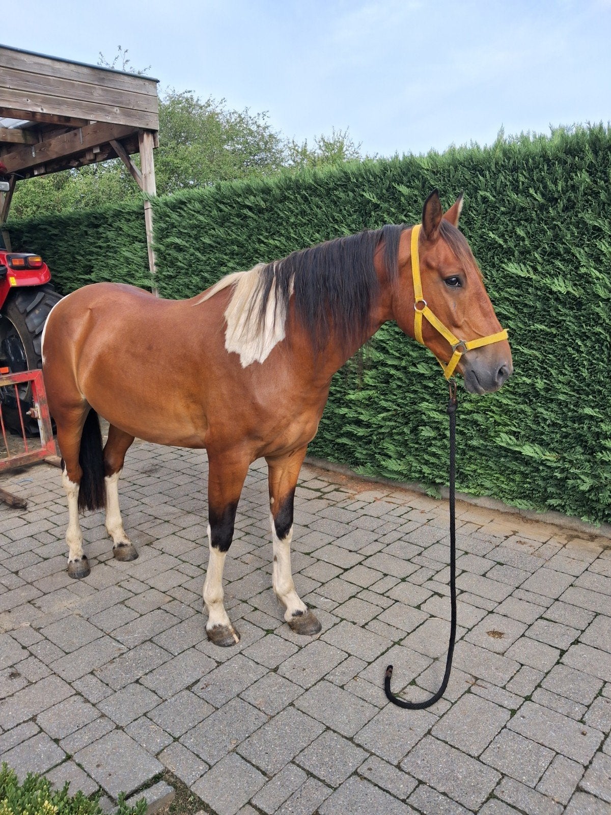 super mooie pinto ruin, Dieren en Toebehoren, Paarden, Minder dan 160 cm, Ruin, Zadelmak, 3 tot 6 jaar