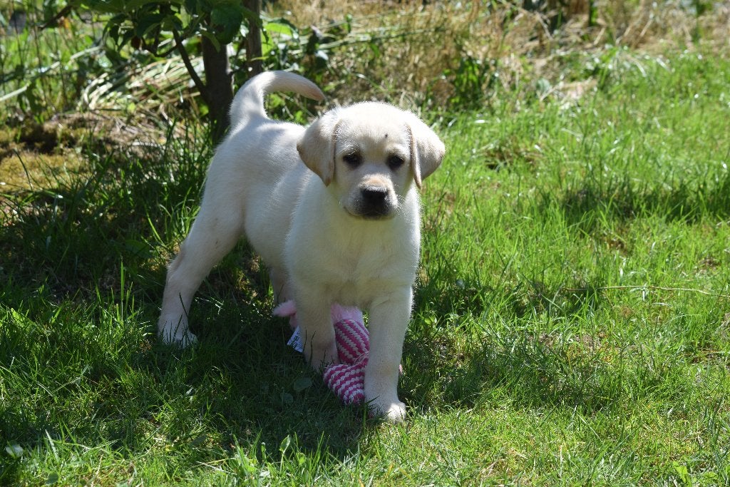 Labrador pups, crèmekleurig, nog 1 teefje, Labrador retriever, Plusieurs, Hépatite contagieuse (maladie de Rubarth), Belgique