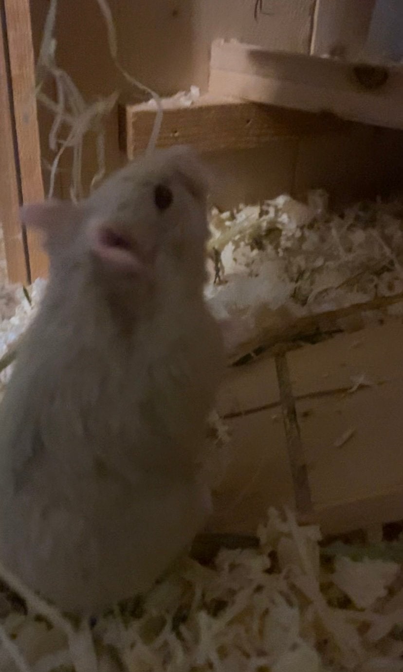 Hamster met hok, Janvier, Femelle, Hamster