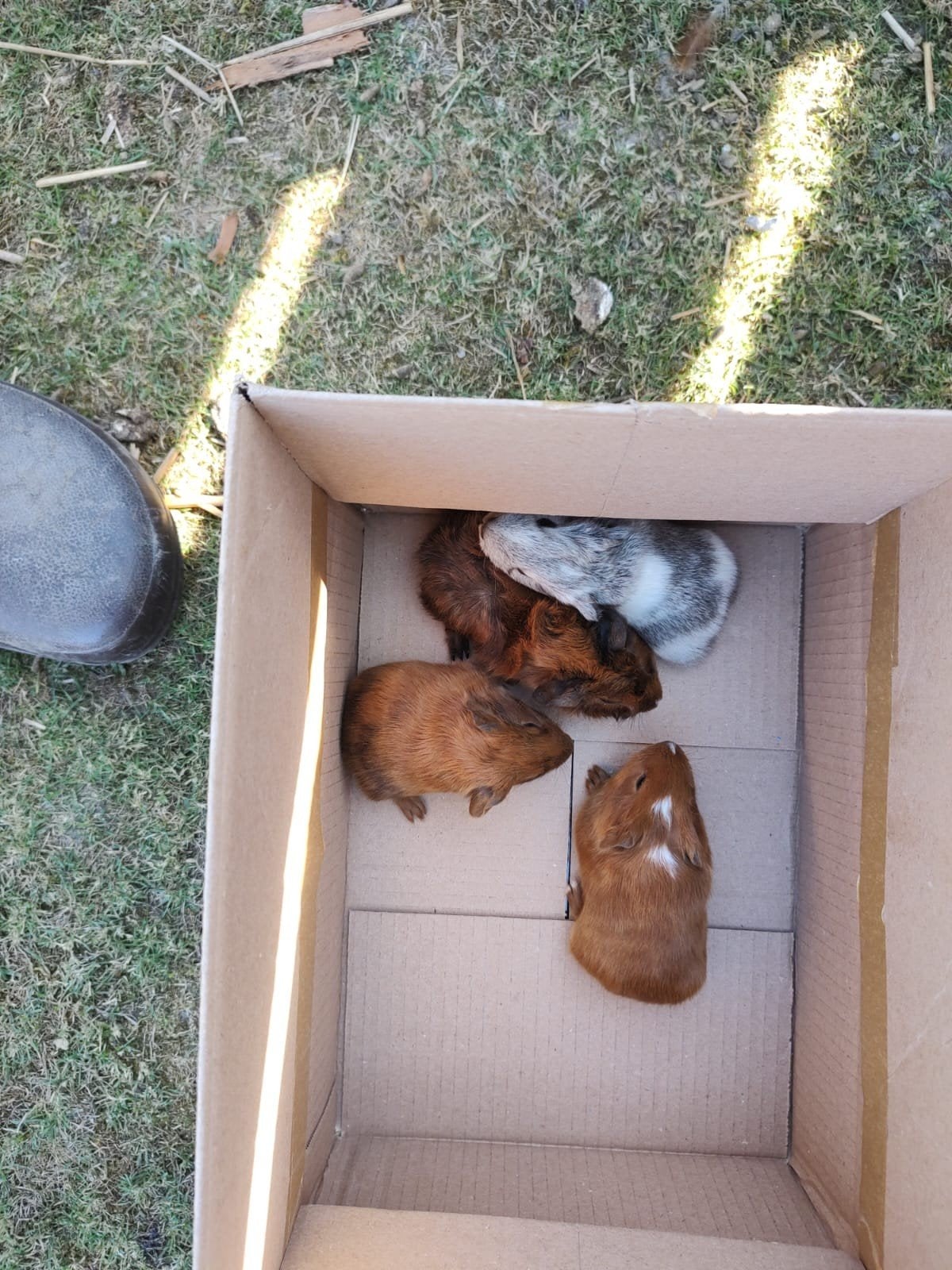 cavia's, Dieren en Toebehoren, Juli, Cavia