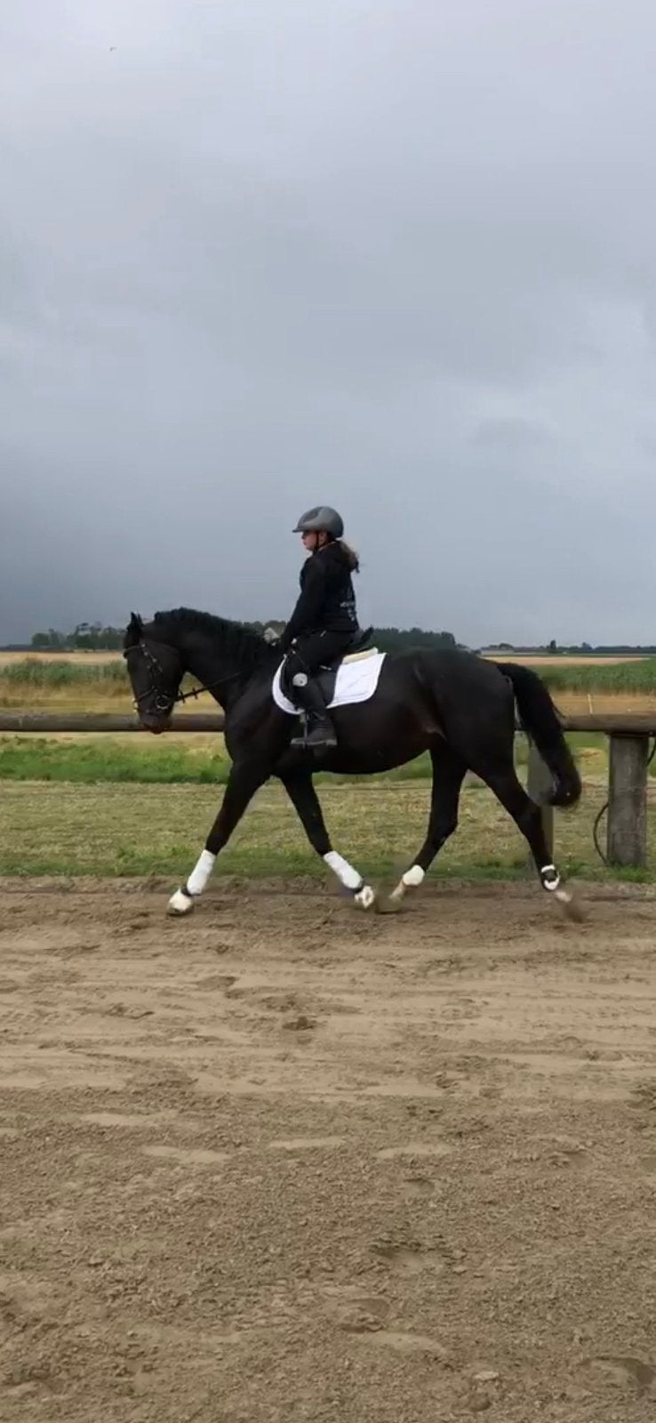Lieve 6 jarige rijbare bwp merrie, Merrie, Springpaard, Met stamboom, 3 tot 6 jaar