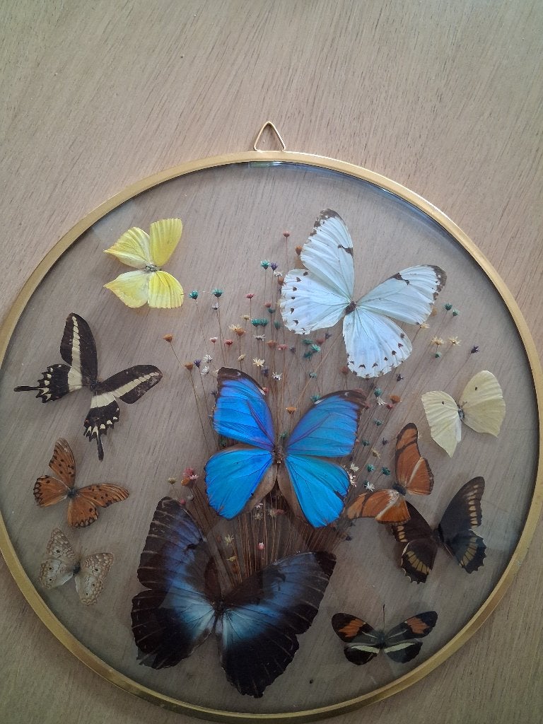 Braziliaanse vlinders, Ophalen, 55 cm, Decoratieobject, Zo goed als nieuw
