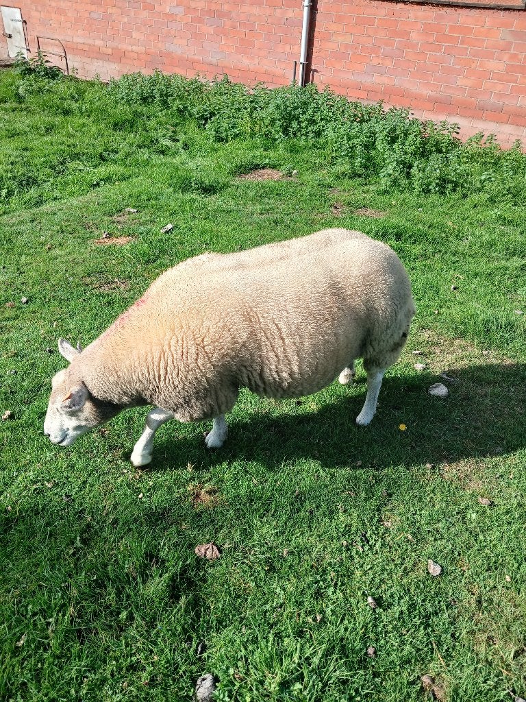 schapen, Femelle, Mouton, 0 à 2 ans