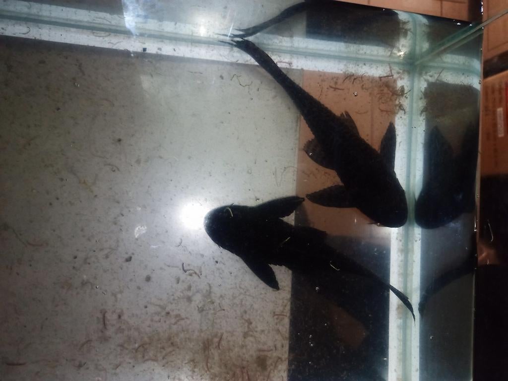 Pleco
