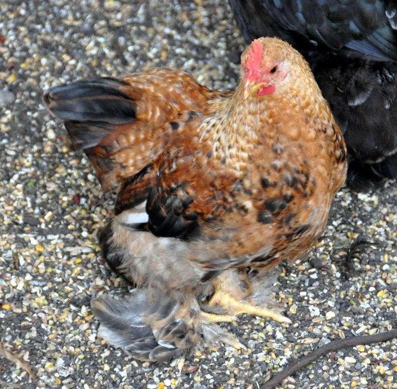Cochin krieltje, Dieren en Toebehoren, Mannelijk, Kip