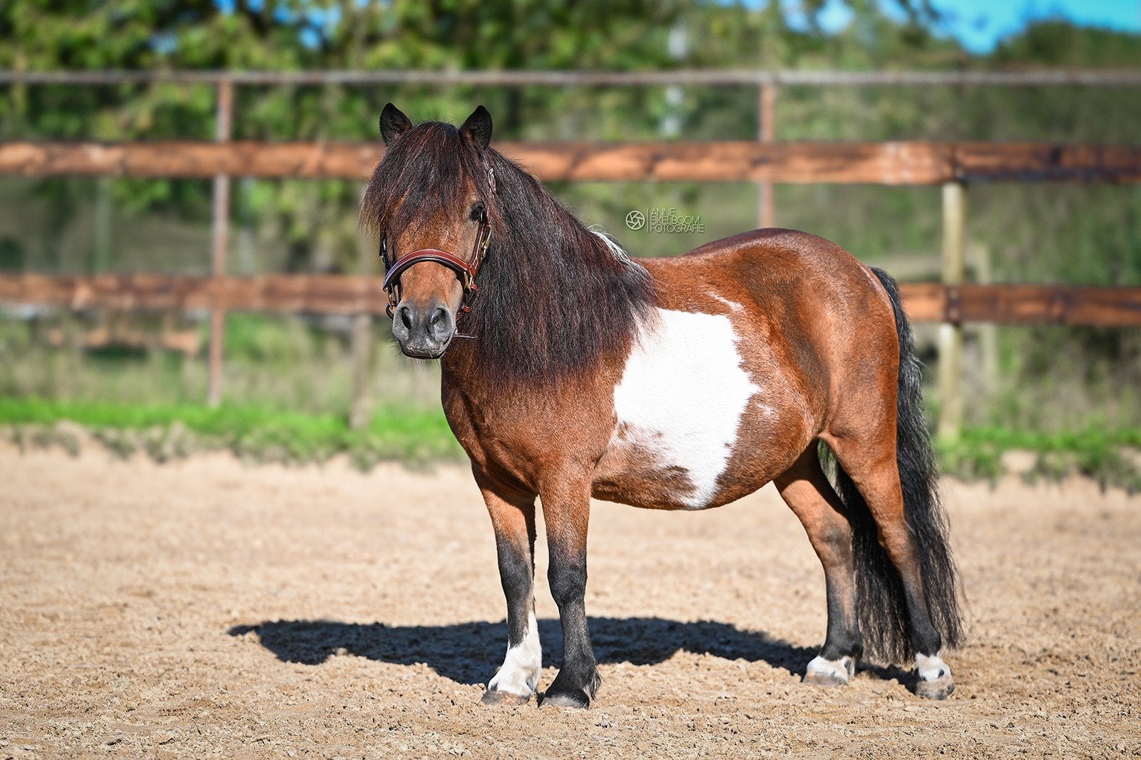 Shetlander merrie, Dieren en Toebehoren, Paarden, Merrie
