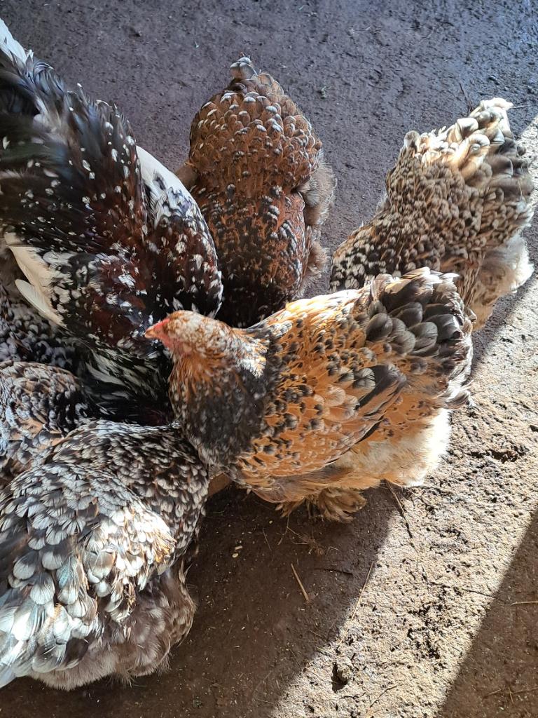 Broedeieren brahma porselein, Plusieurs animaux, Poule ou poulet