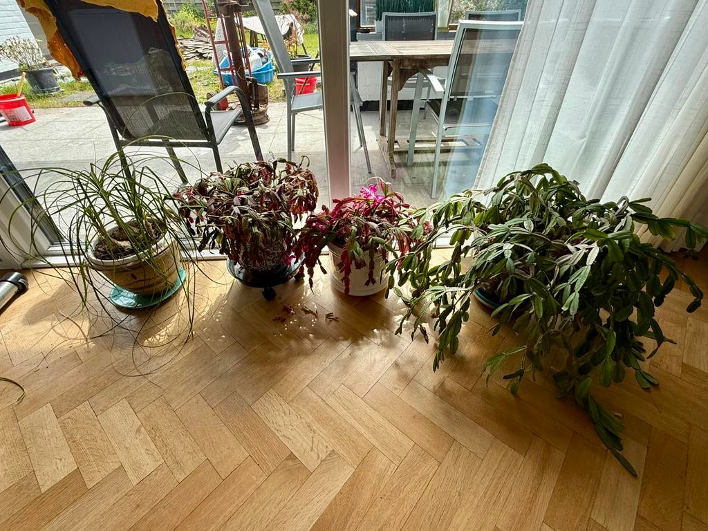 Gratis planten af te halen in Sijsele (binnen en buiten), Huis en Inrichting, Woonaccessoires | Droogbloemen, Ophalen, Zo goed als nieuw