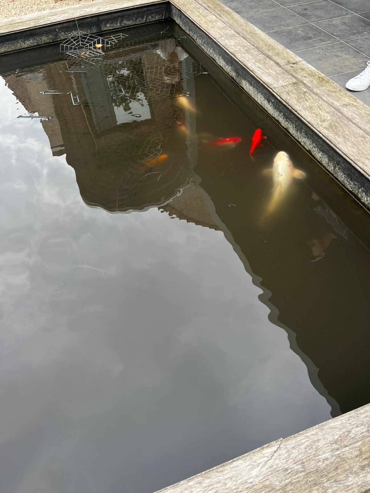 Vissen, Karper of Koi
