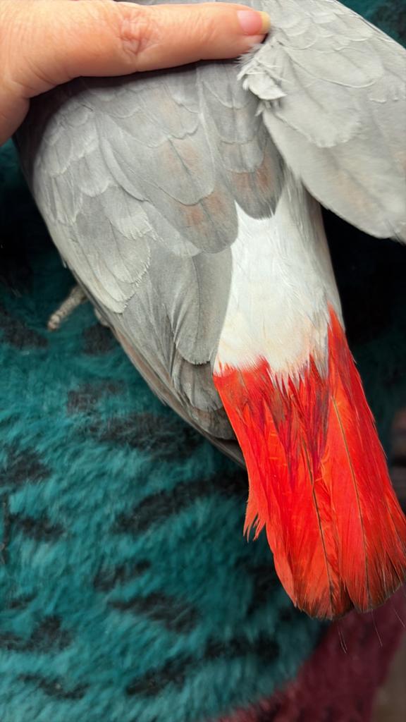 Gris du Gabon 4 mois, Dieren en Toebehoren, Vogels | Parkieten en Papegaaien, Meerdere dieren, Papegaai, Geringd