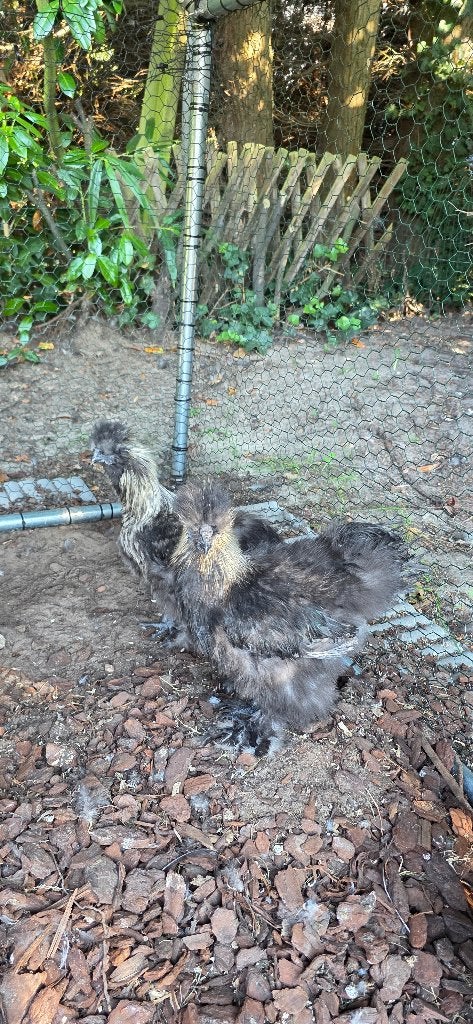 Zijdehoenders hanen.  Gratis., Dieren en Toebehoren