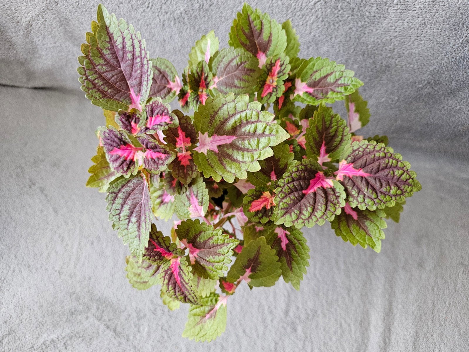 Coleus plusieurs branches, Enlèvement