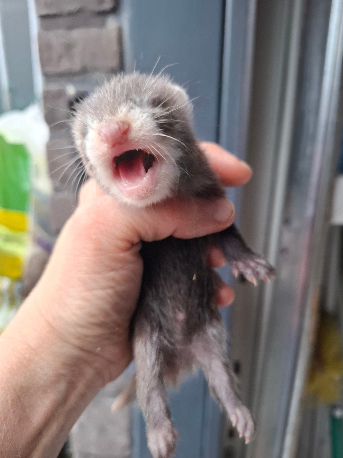 Vol angora en semi silverram, Dieren en Toebehoren, Mei, Meerdere dieren
