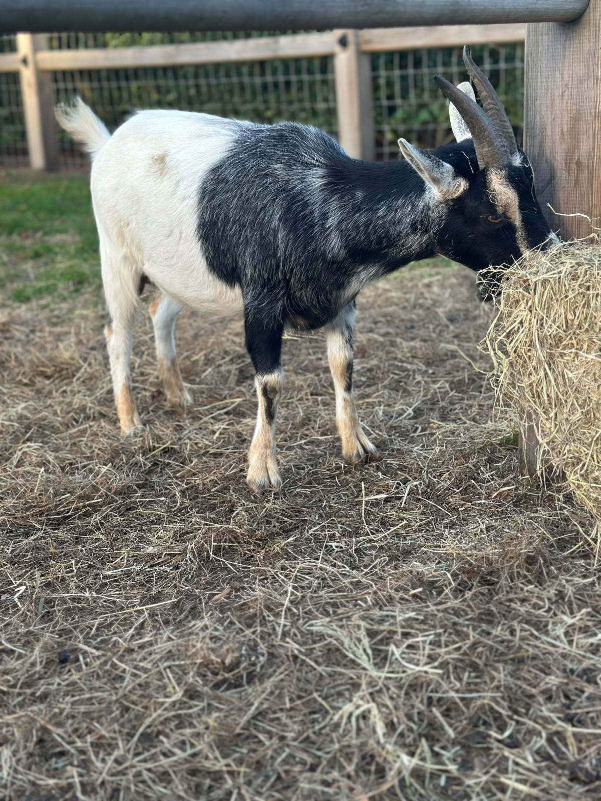 Dwerggeit mieke super TAM, Dieren en Toebehoren, Vrouwelijk, Geit, 0 tot 2 jaar