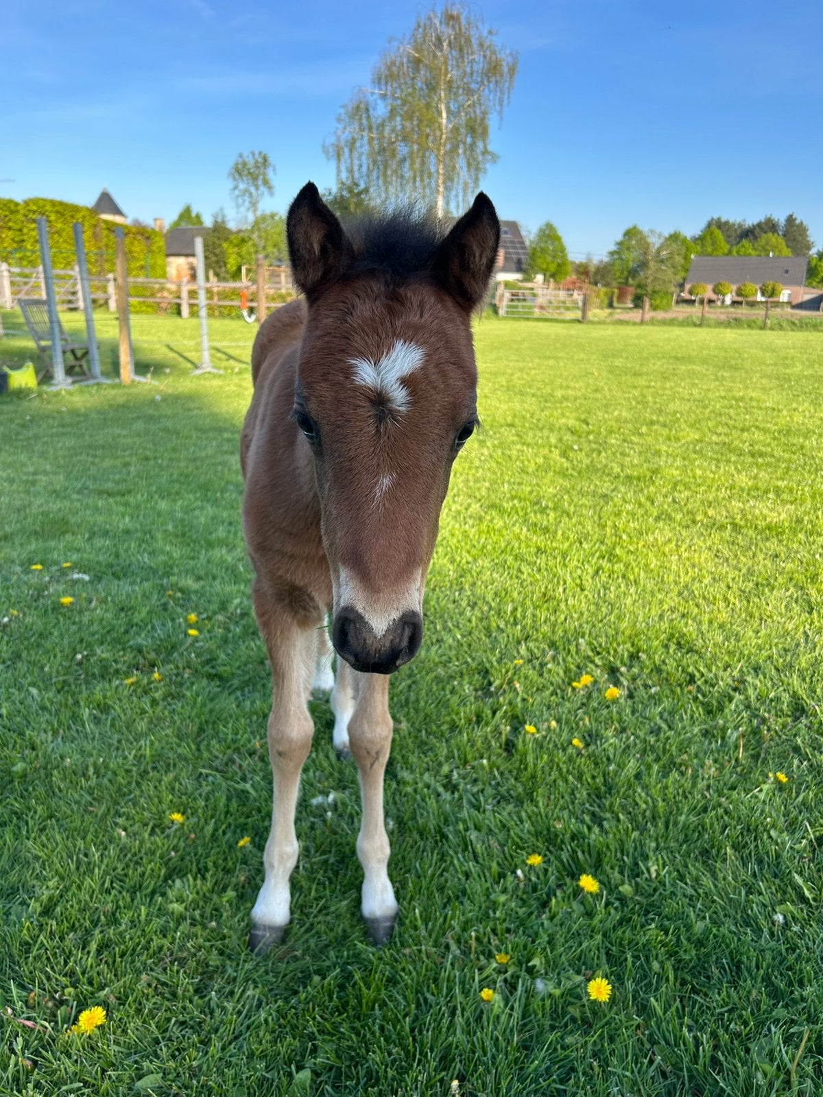 Toekomstige kinderpony op zoek naar het beste stalletje, Dieren en Toebehoren, Merrie