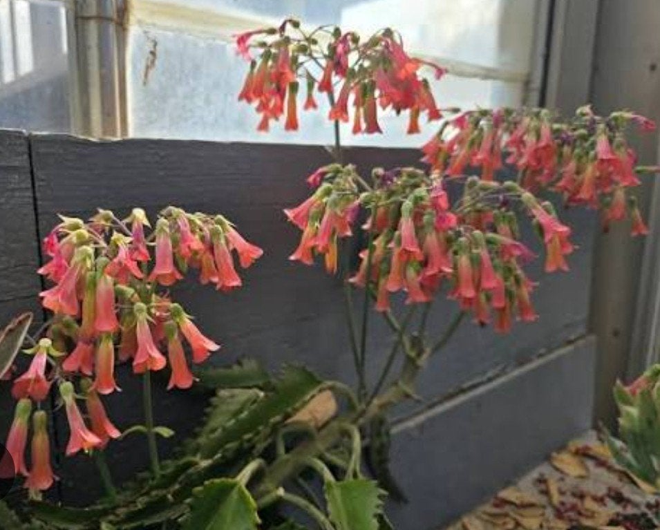 Mooie planten "Mother of Thousands" +/- 40 cm, pot 3L, 8€/st, Vetplant, In pot, Minder dan 100 cm, Bloeiende kamerplant