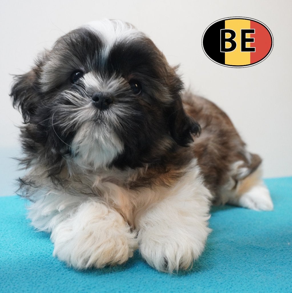 Shih Tzu, super lieve puppy's te koop (Belgisch), Dieren en Toebehoren, Honden | Chihuahua's en Gezelschapshonden, Meerdere dieren
