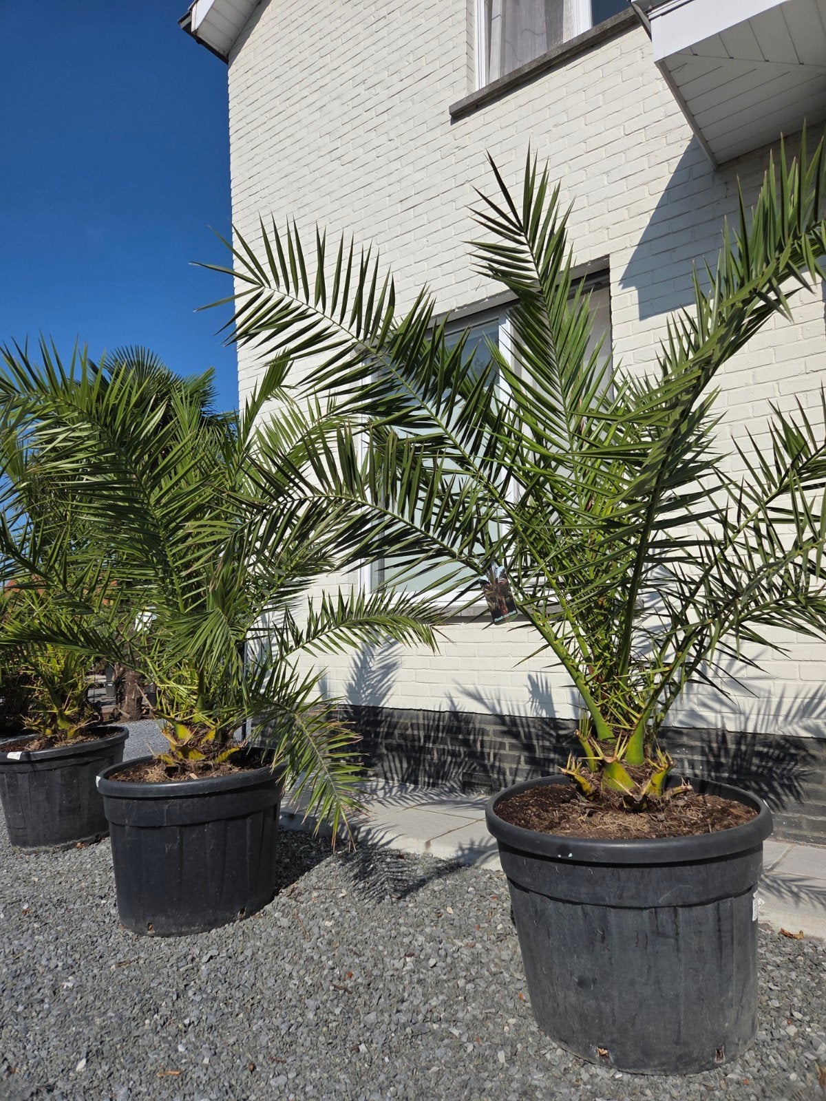 Palmboom Phoenix Canariensis, Tuin en Terras, Planten | Bomen, Ophalen, Palmboom