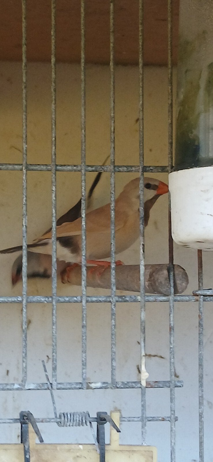 spitsstaartamadine