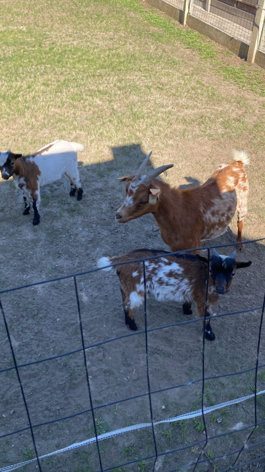 3 geiten, Dieren en Toebehoren