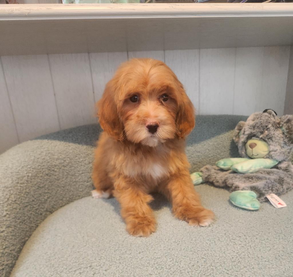 Maltipoo reutje, Parvo, België, Reu, 8 tot 15 weken