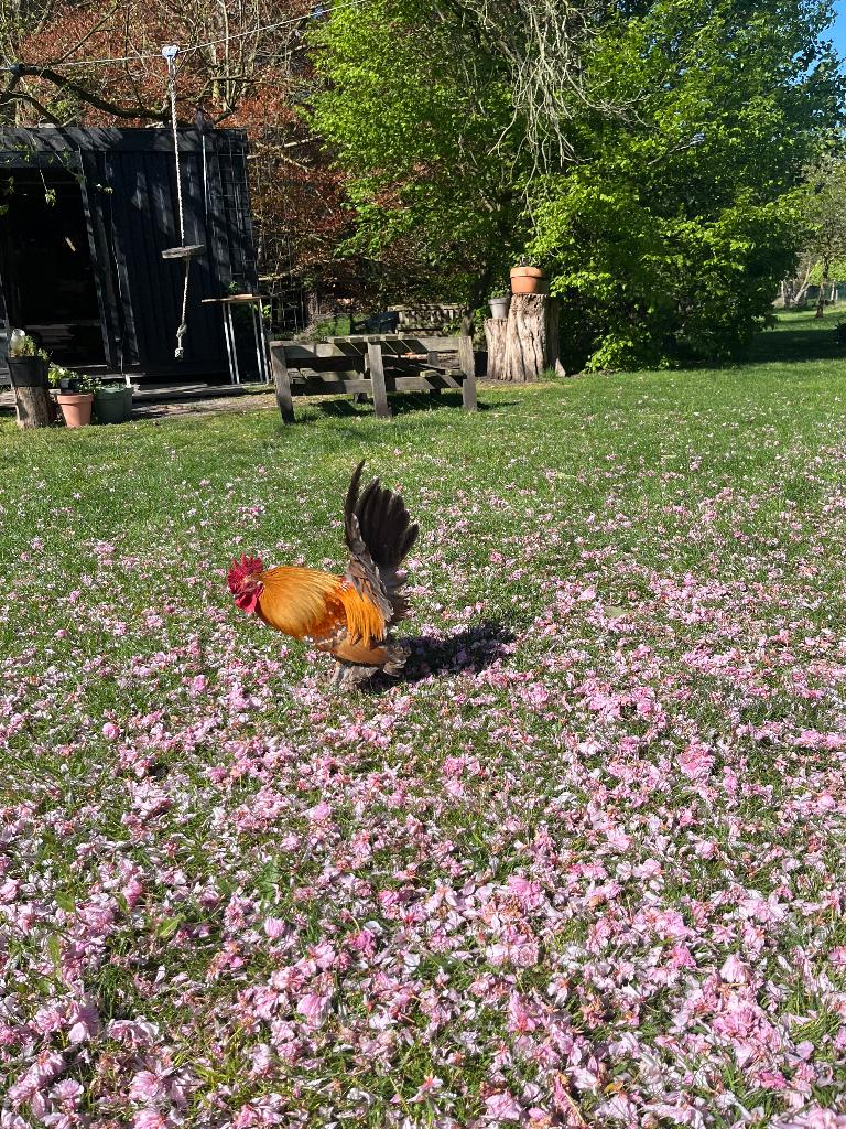 Hollandse sabelpootkriel haan 1 jaar, Mâle, Poule ou poulet