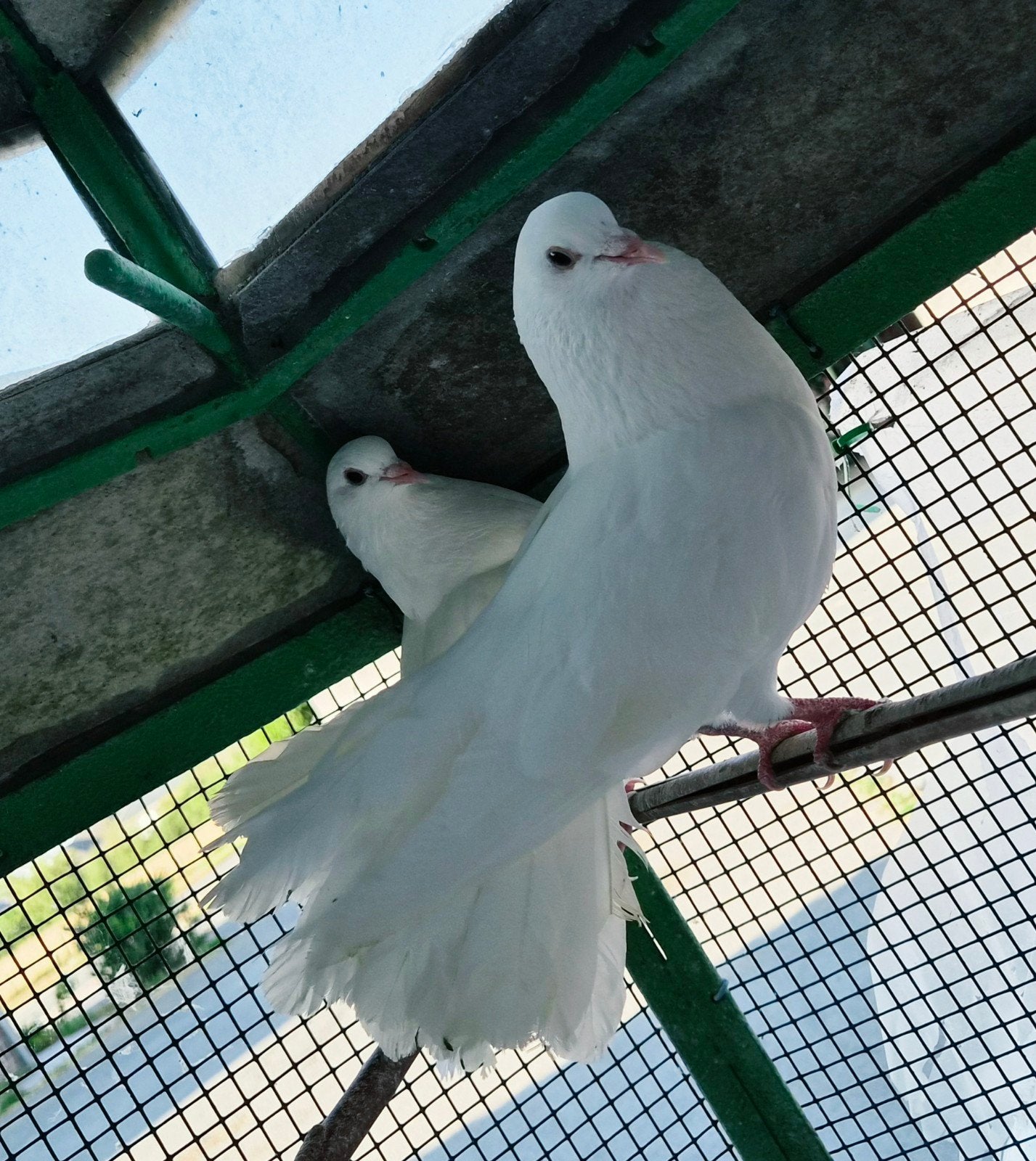 Koppel witte sierduiven,  pauwstaarten, Dieren en Toebehoren, Vogels | Duiven, Meerdere dieren