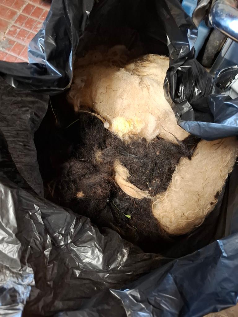 Schapenwol te geef, Dieren en Toebehoren