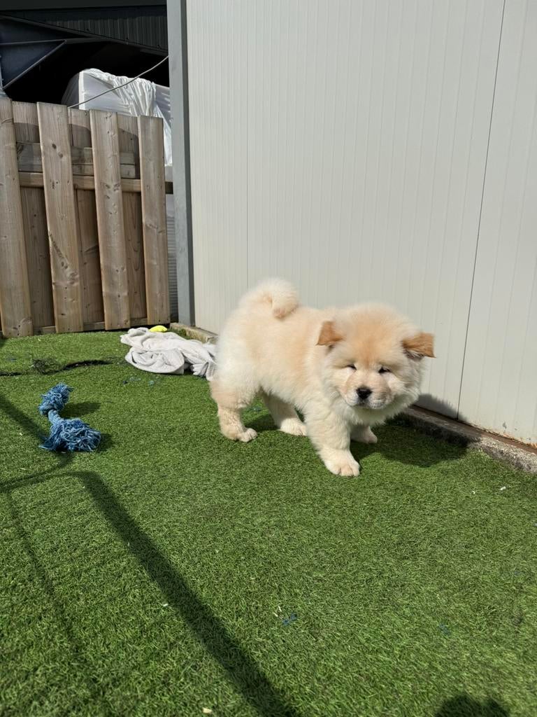 Chow chow pup, Dieren en Toebehoren, Parvo, België, Reu, 8 tot 15 weken