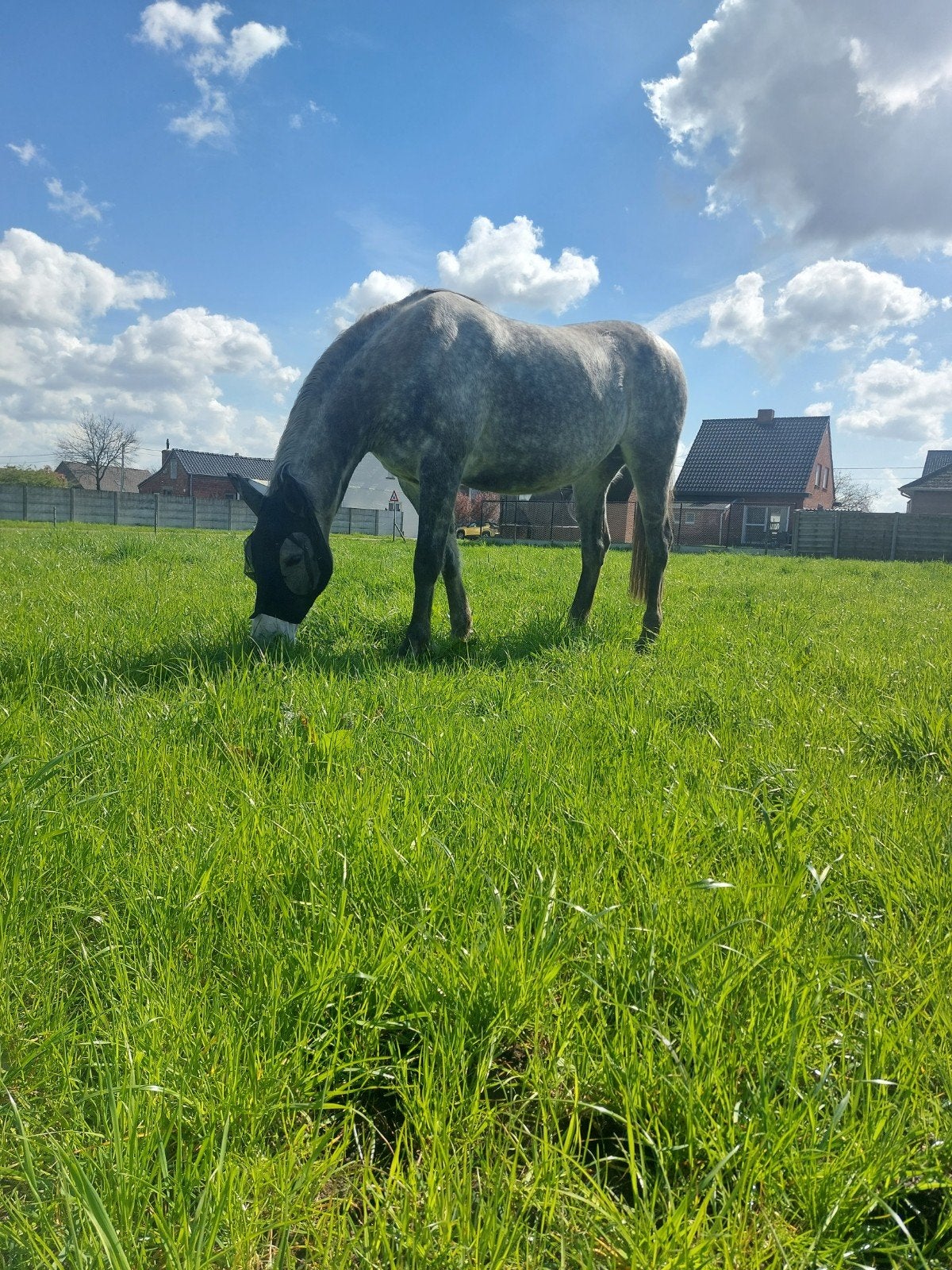 paard te koop, Dieren en Toebehoren, Paarden, Merrie, Niet van toepassing, 170 tot 175 cm, 11 jaar of ouder, Springpaard, Met stamboom