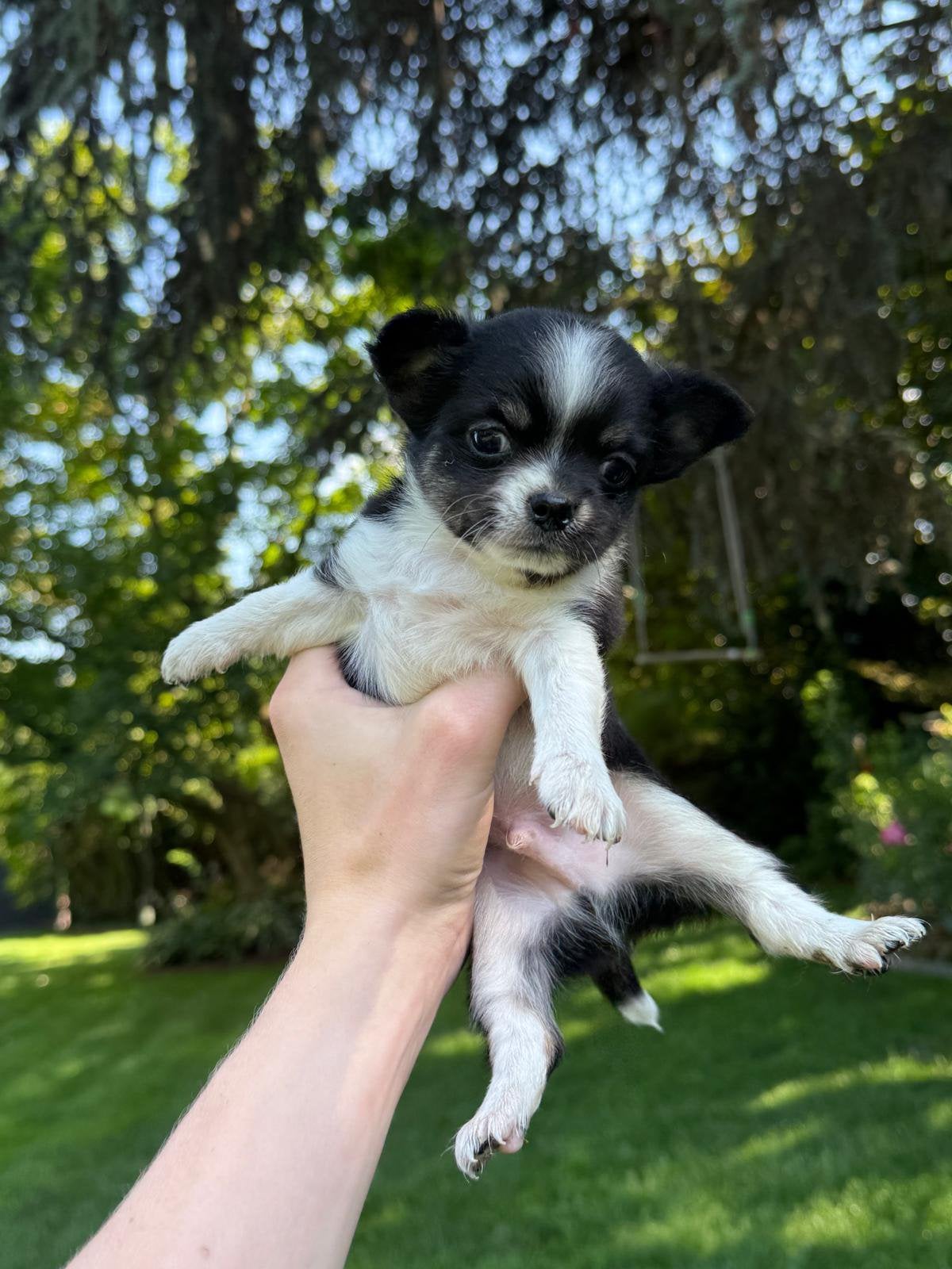 Superbes petits chiots chihuahua, Animaux & Accessoires, Chiens | Chihuahuas & Chiens de compagnie, Plusieurs animaux, Chihuahua