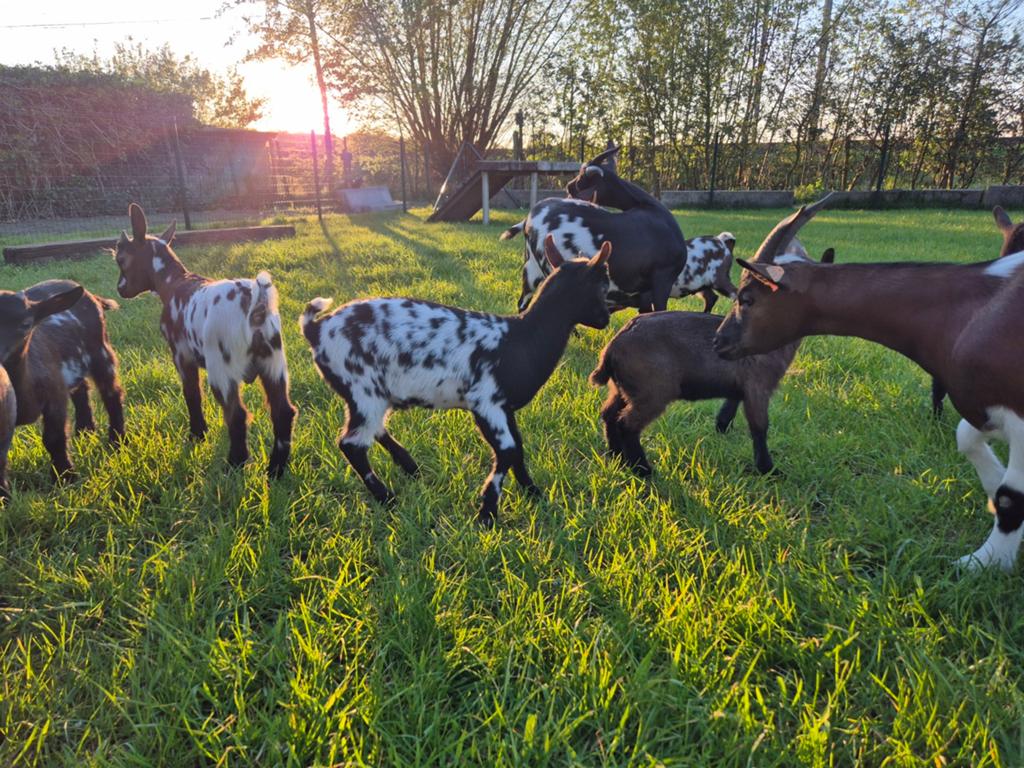 Mooie dwerggeiten lammetjes, Dieren en Toebehoren, Meerdere dieren, Geit, 0 tot 2 jaar