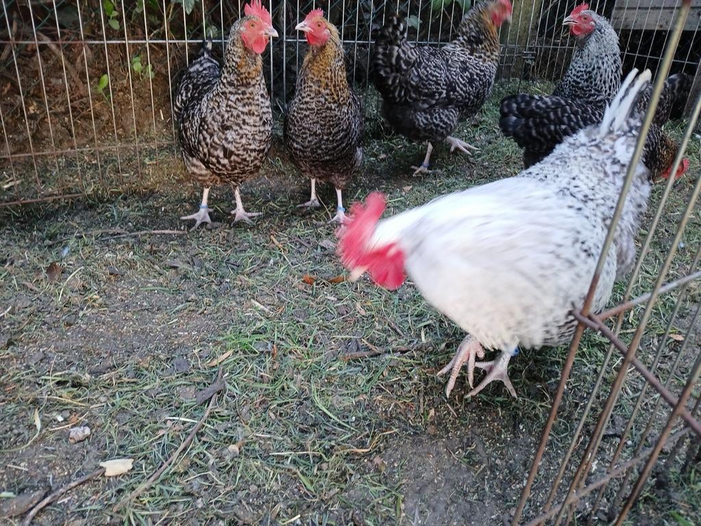 Broedeieren aarschotshoen kriel, Dieren en Toebehoren, Pluimvee
