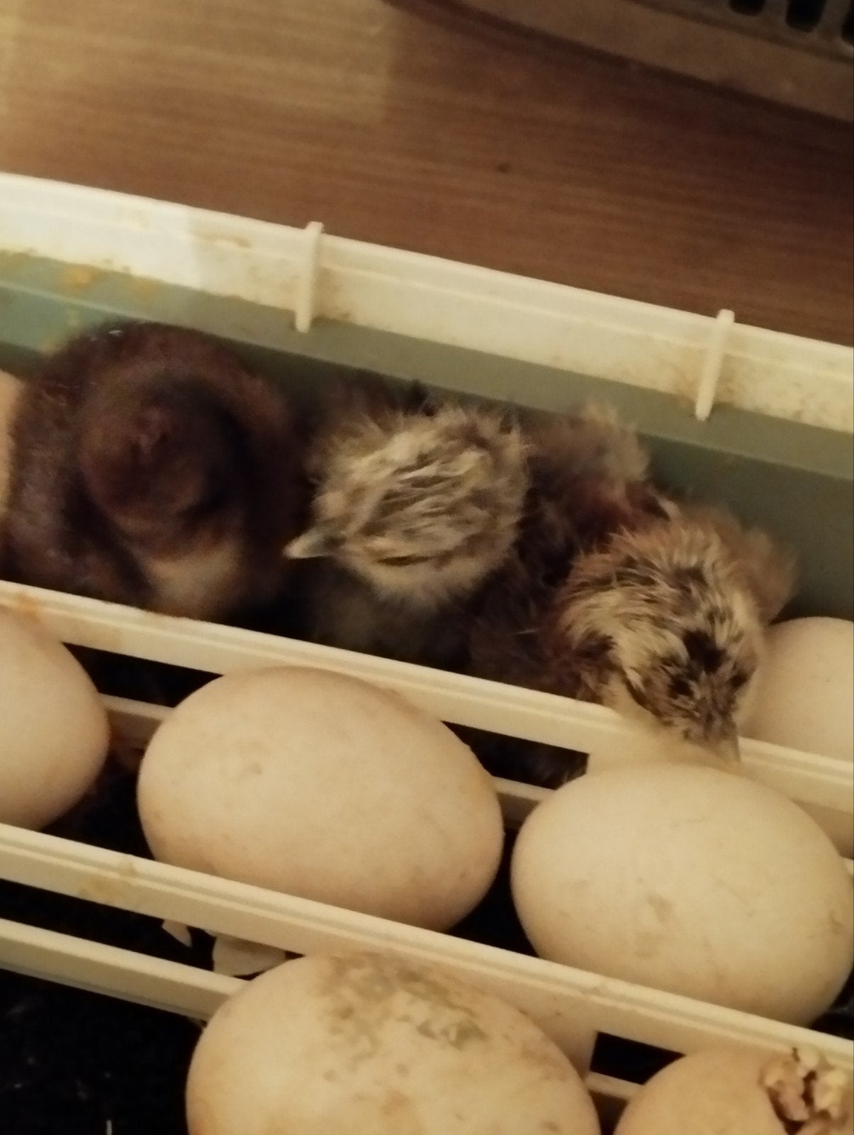 11 kuikens, Dieren en Toebehoren