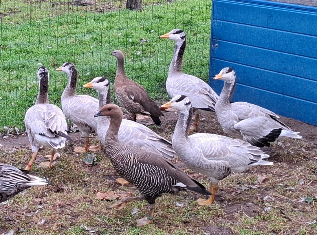 ganzen Streepkopganzen, Dieren en Toebehoren, Pluimvee, Meerdere dieren, Gans of Zwaan