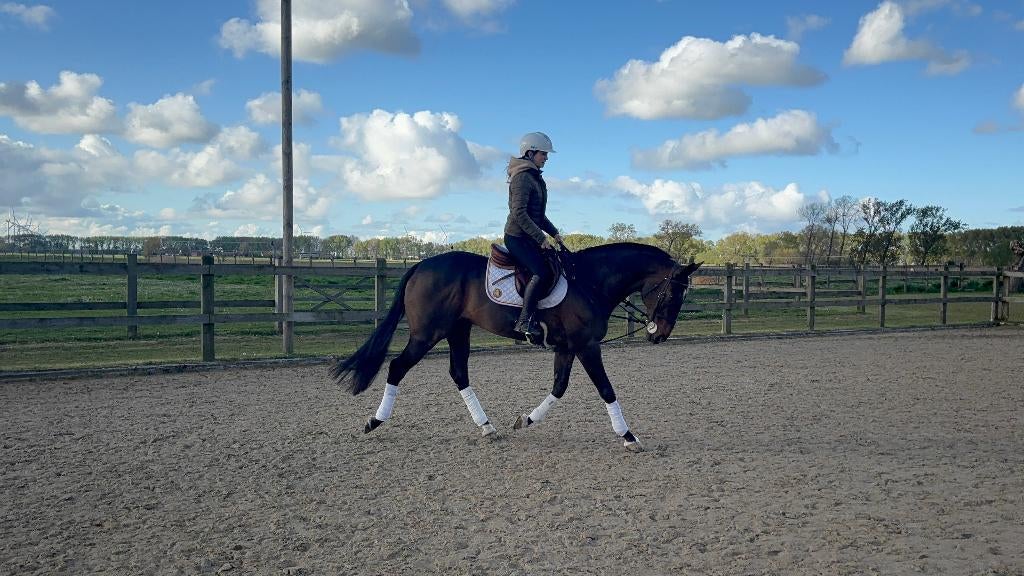 paard, Hongre, 165 à 170 cm
