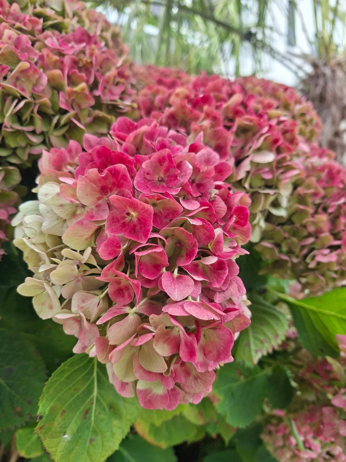 Hydrangeabloem, hortensia, Ophalen, Herfst, Eenjarig, Halfschaduw