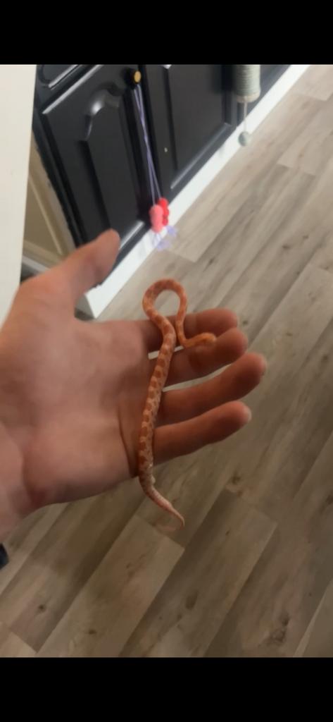 Korenslang roze, Dieren en Toebehoren, Slang